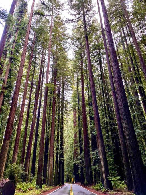 Avenue Of The Giants Pepperwood Place Miranda Esterno foto